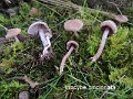 Inocybe cincinnata-amf1018